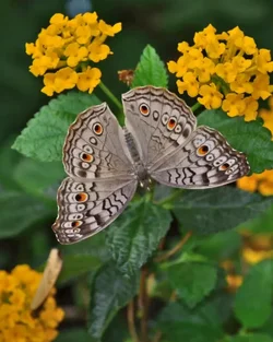 $24416-Butterflies_109.webp