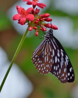 $24416-_0075Butterflies_224.webp