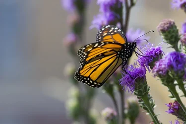 $purplebuttersmall.webp $purplebuttersmall.webp