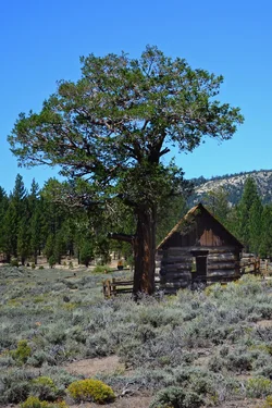 $tree cabin2.webp