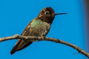 $hummingbird-1 resized.jpg