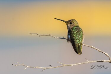 $hummingbird-6 resized.jpg