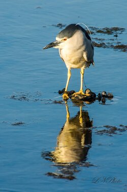 $Night Heron-5 resized.jpg