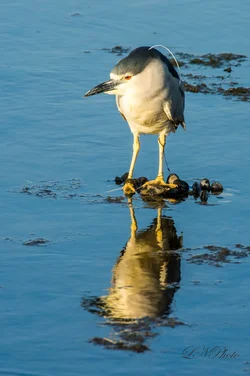 $Night Heron-5 resized.webp