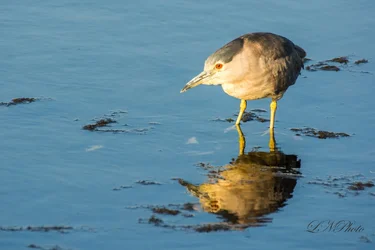 $Night Heron-6 resized.webp