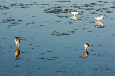 $Night Heron-7 resized.jpg