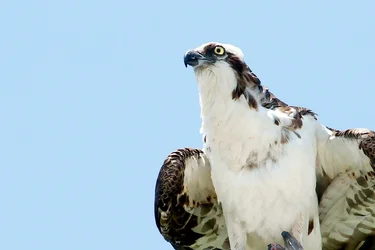 $osprey eating fish 2a.webp $osprey eating fish 2a.webp