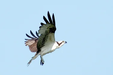 $osprey in flight 2a.webp $osprey in flight 2a.webp
