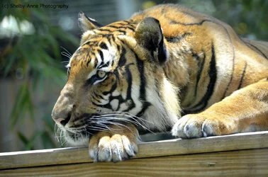 $_DSC0486.webp
