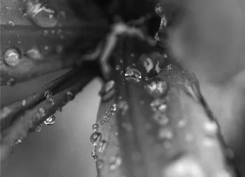 $raindrops.webp