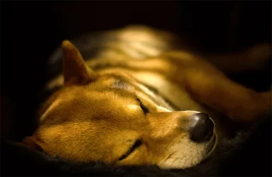 $dog.webp