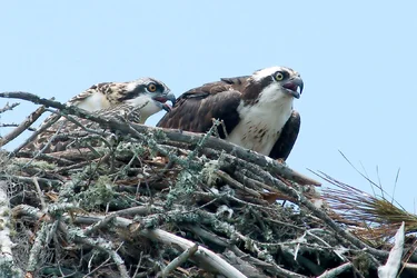 $Osprey and Baby 4_filtereda.webp