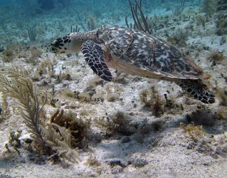 $Turtle0263xxx.webp