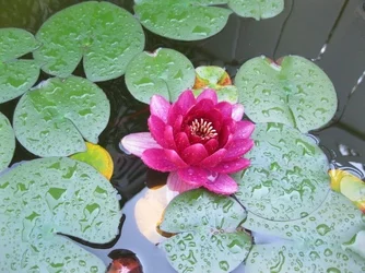 $Water Lily.webp