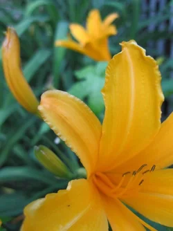 $flowers and bunnies 016.webp