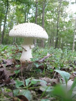 $mushroom 2.webp