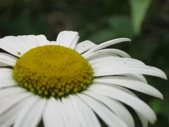 $Daisy Closeup.webp