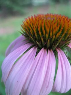 $flowers and bunnies 008.webp
