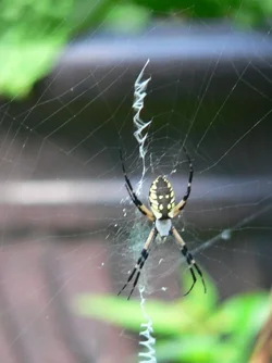 $Fly Catcher.webp