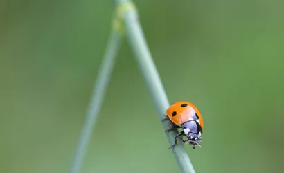 $ladybug.webp