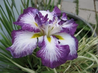 $flowers and bunnies 003.webp