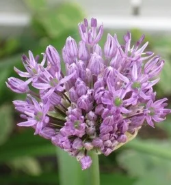 $onion flower.webp