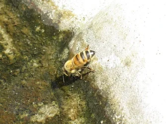 $Honeybee Closeup 6-17.webp