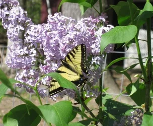 $butterfly lilac.webp