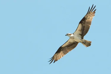 $Osprey in flight 2_filtereda.webp