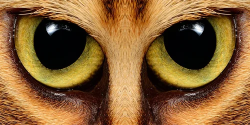 $owl.webp