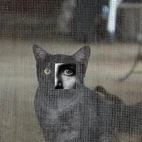 $sillycat.webp