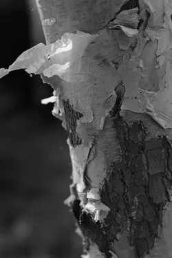 $riverbirch bark2.webp