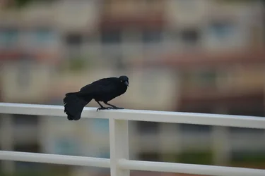 $Bird Unedited.webp