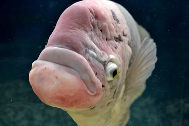 $chicken can swim.webp