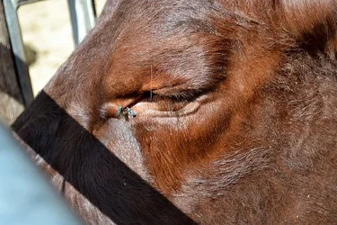 $cow.webp