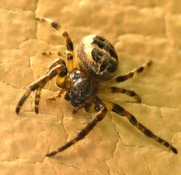 $brown spider.webp