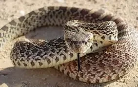 $snake 1.webp