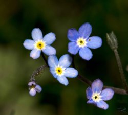 $little blue flowers.jpg