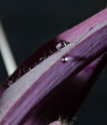 $water drop on purple leaf FF.jpg