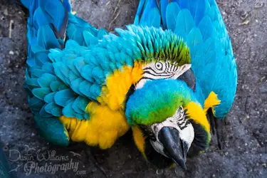 $Blue Gold Macaw Watermarked.jpg $Blue Gold Macaw Watermarked.jpg