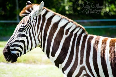 $Zebra Watermarked.webp