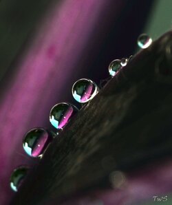 $Water drops on purple leaf-crop.jpg