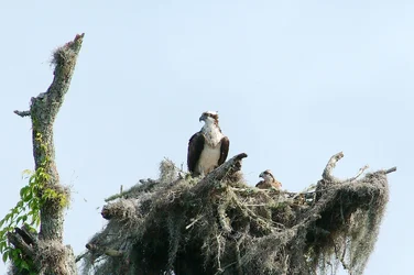 $Osprey and Baby 3_6 1 2013 a.webp