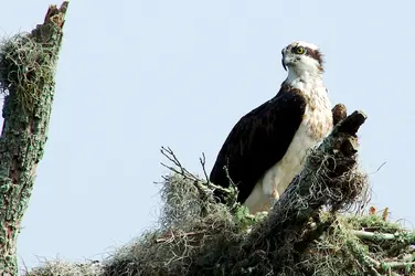 $Osprey and Baby 4_6 1 2013 a.jpg