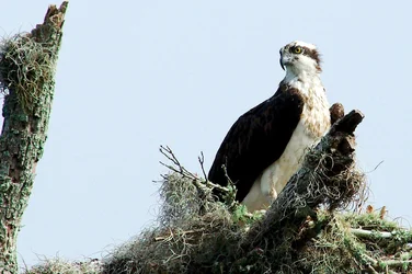 $Osprey and Baby 4_6 1 2013 a.webp