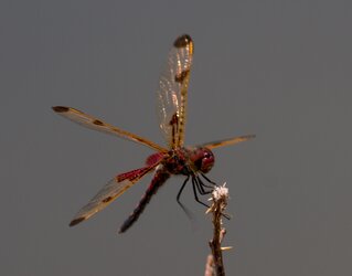 $dragonfly2.jpg
