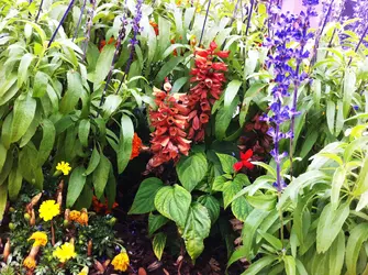 $flowers near my subdivision.jpg $flowers near my subdivision.jpg