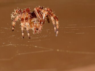 $spider1200web.jpg