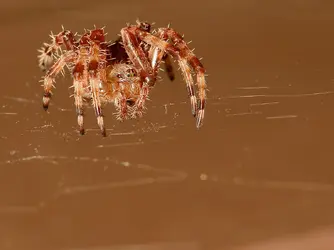 $spider1200web.webp