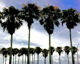 $palm trees.jpg